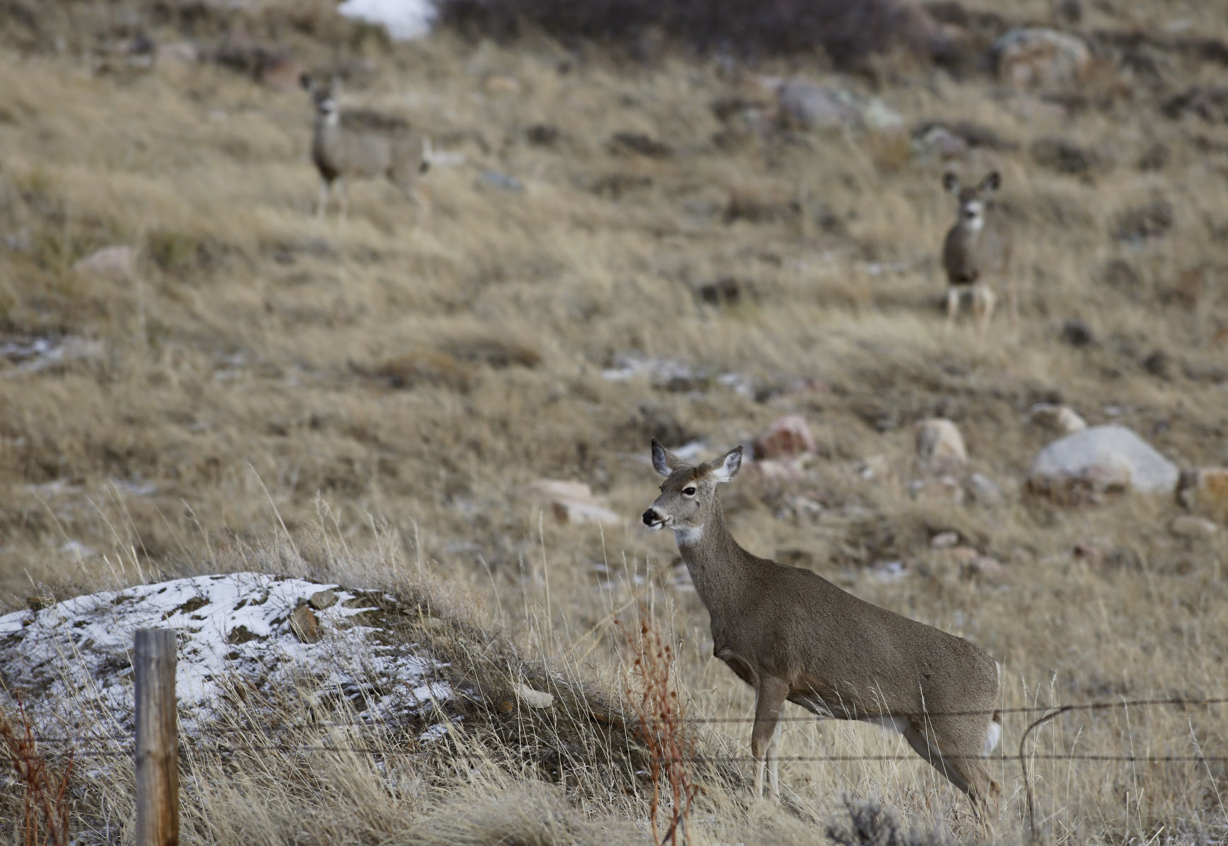 Whitetail